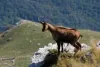 zone_pascolo_thumbnail
